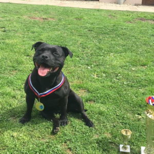 Oris CM: V1, CAC zo 4 prihlásených, CACIB, BOB