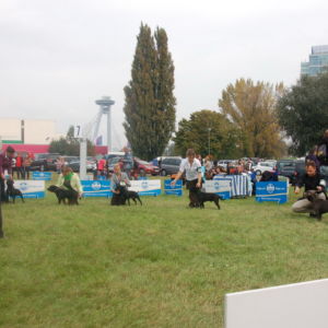 Trieda otvorená psy