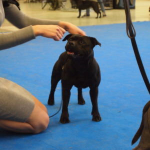 Oxy CM: V1, CAC, CACIB, BOB