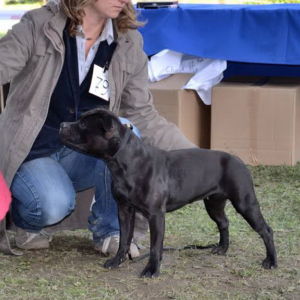 Oxy - V1, CACA, Klubový víťaz, BOS