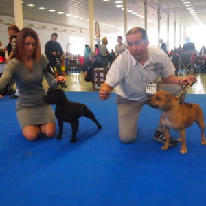 Oxy CM: V1, CAC, CACIB, BOB