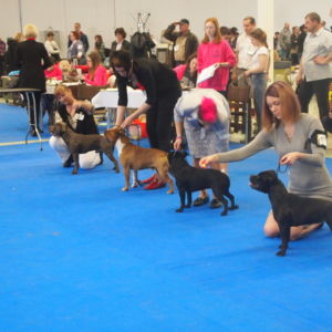 Oxy CM: V1, CAC, CACIB, BOB