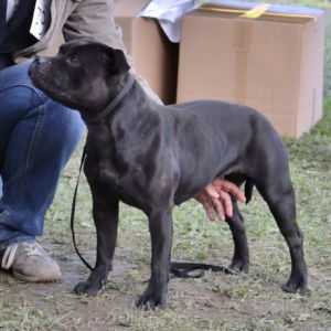 Oxy - V1, CACA, Klubový víťaz, BOS