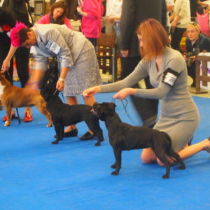 Oxy CM: V1, CAC, CACIB, BOB