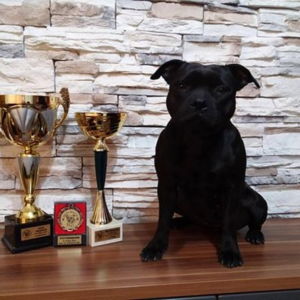 Oxy - V1, CACA, Klubový víťaz, BOS