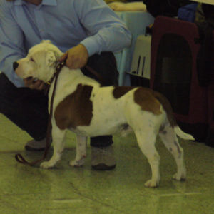 výborný 2, Res.CAC