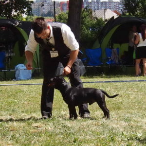 Nestor - V2, Res.CAC