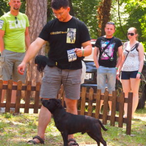 Nestor CM: V2, Res.CAC