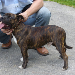 Aslam: Veľmi nádejný 1