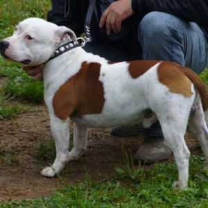 Trieda víťazov : Výborný 1, Oblastný víťaz, BOB