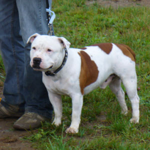 Trieda víťazov : Výborný 1, Oblastný víťaz, BOB