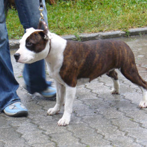 Výborná 1, Víťaz triedy mladých, Najlepšia mladá fena výstavy ( Junior BIS ), 2. najlepšia fena výstavy