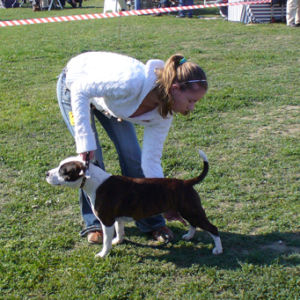 Výborná 1, Najljepši mladi pas pasmine