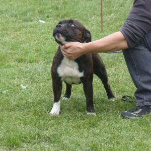 Výborný 1, Oblastný víťaz