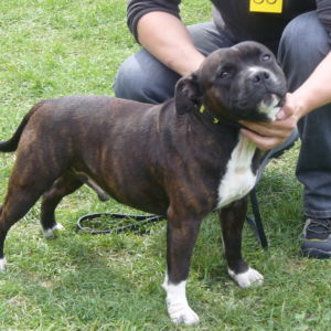 Výborný 1, Oblastný víťaz