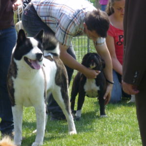 Výborný 1, Oblastný víťaz