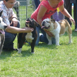 Výborný 1, Oblastný víťaz