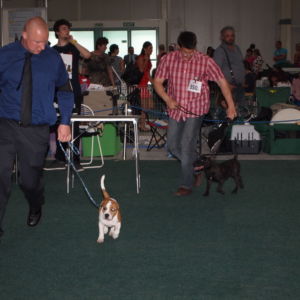 Trieda šteniat v pohybe