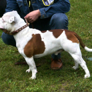 výborný 1, CAC, BOB