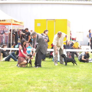 Trieda mladých - feny