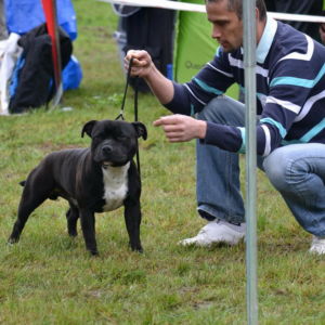 GILBERT CM: Výborný 1, CAJC