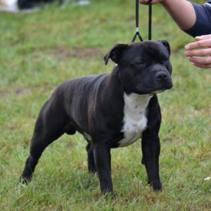 GILBERT CM: Výborný 1, CAJC