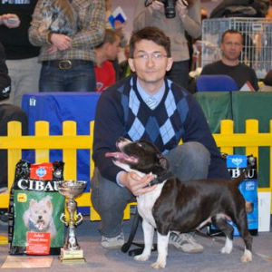 TOP Staffordshire bullterier 2008