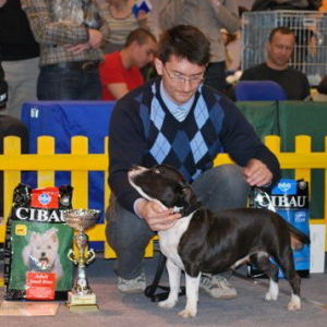 TOP Staffordshire bullterier 2008