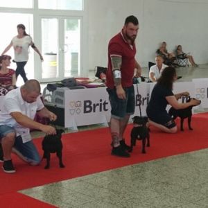 Cloe CM - V1 CAC, R.CACIB