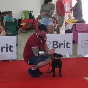 Cloe CM - V1 CAC, R.CACIB