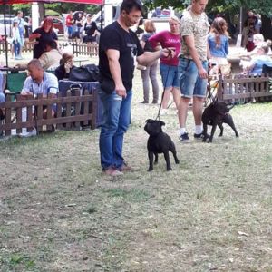 Caesar CM: V1, CAC, CACIB, BOB