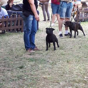 Caesar CM: V1, CAC, CACIB, BOB