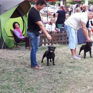 Caesar CM: V1, CAC, CACIB, BOB