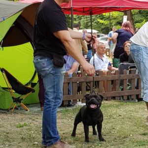 Caesar CM: V1, CAC, CACIB, BOB