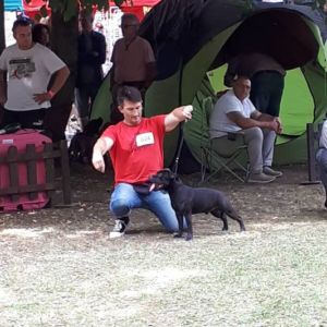 Caesar CM: V1, CAC, CACIB, BOB