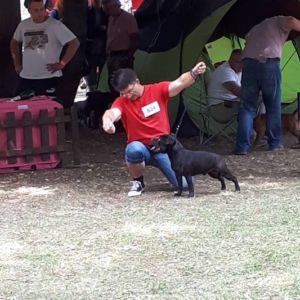 Caesar CM: V1, CAC, CACIB, BOB