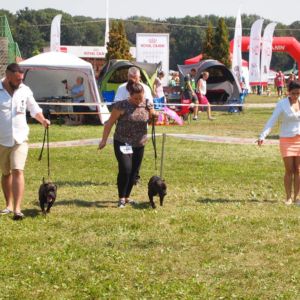 Cloe CM: V1, CAC, CACIB, BOS.