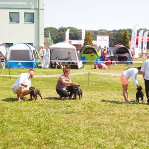 Cloe CM: V1, CAC, CACIB, BOS.