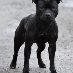 Victoria Crazy magic