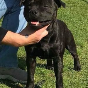 JCh. Brembo Acheron Slovakia