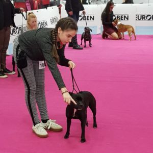 Bullkeinol Crazy magic