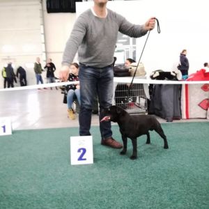 trieda šampiónov - Caesar Crazy magic ( Aston Rascal Bull x Jetta Crazy magic ) - V2, Res.CAC