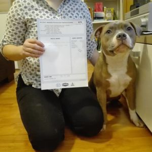 trieda dorastu - Atos Gentle Royal ( Albert II Crazy magic x Berkley Miracle Staffie ) - VN2