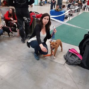 trieda dorastu - Amy Berkley Gentle Royal ( Albert II Crazy magic x Berkley Miracle Staffie ) - VN1