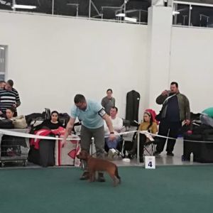 trieda dorastu - Jim Crazy magic ( Gringo Jary´s Farm x Dar Crazy magic ) - VN1