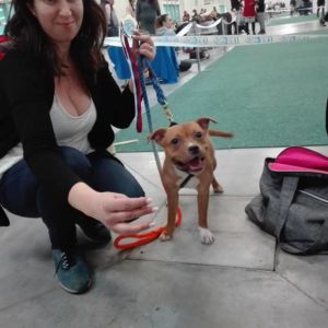 trieda dorastu - Amy Berkley Gentle Royal ( Albert II Crazy magic x Berkley Miracle Staffie ) - VN1