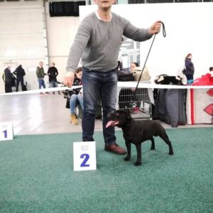 trieda šampiónov - Caesar Crazy magic ( Aston Rascal Bull x Jetta Crazy magic ) - V2, Res.CAC