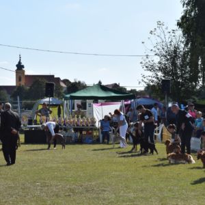 v záverečnom kruhu o najlepšieho Mladého jedinca výstavy