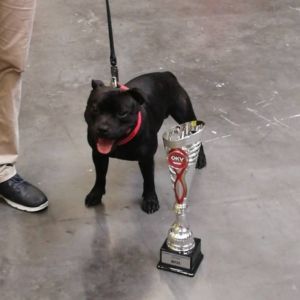 Ch. Caesar Crazy magic