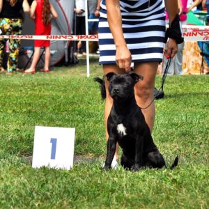 Bellissimia Mia von Rosenheim Staff ( Ch. Zieloeson Snapdragon x Ch. Rita Crazy magic )